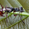 Wasp-mimic Mantis