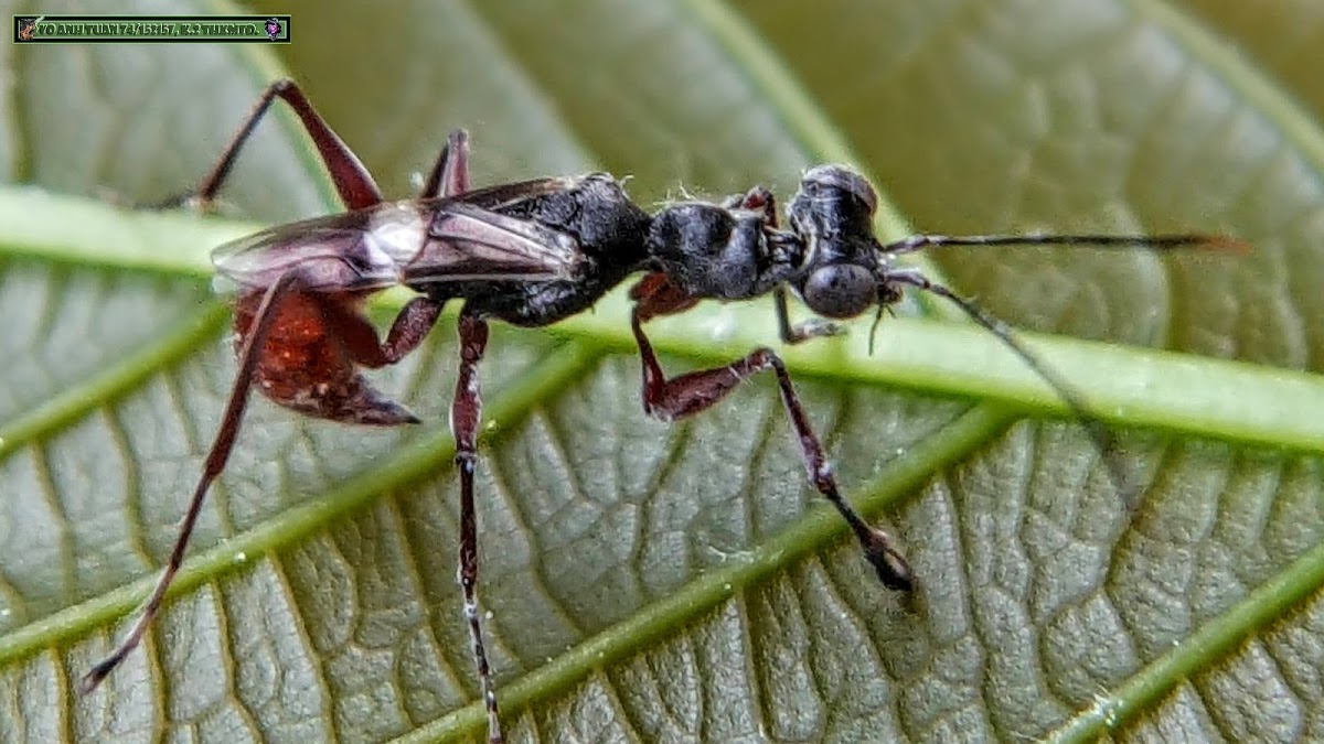 Wasp-mimic Mantis