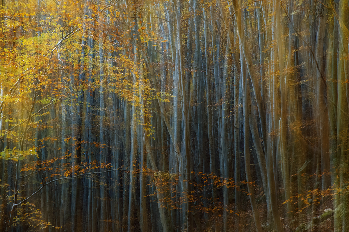 impressioni d'autunno di Gabriele Pardini