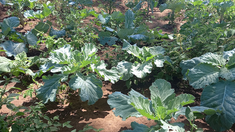 Sukumawiki farm in Vigurungani, Kwale county.