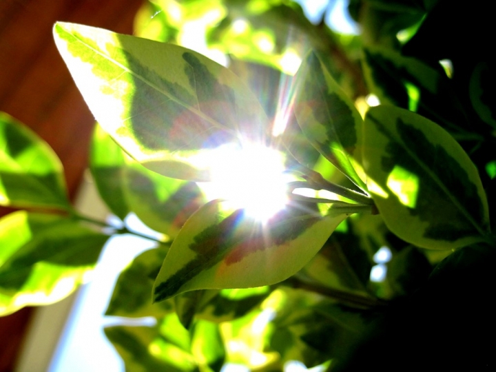 Un raggio di luce tra le foglie di l_aura