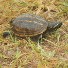 Striped Mud Turtle