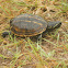 Striped Mud Turtle