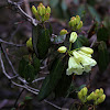 Rhododendron