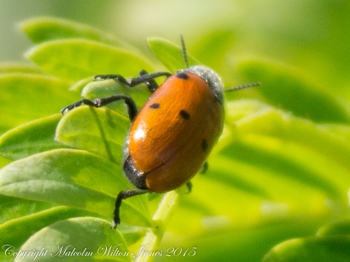 6-Spot Leaf Beetle