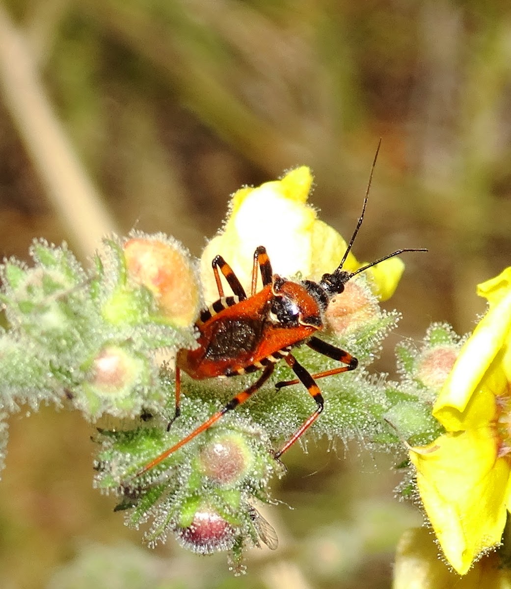 Assassin Bug