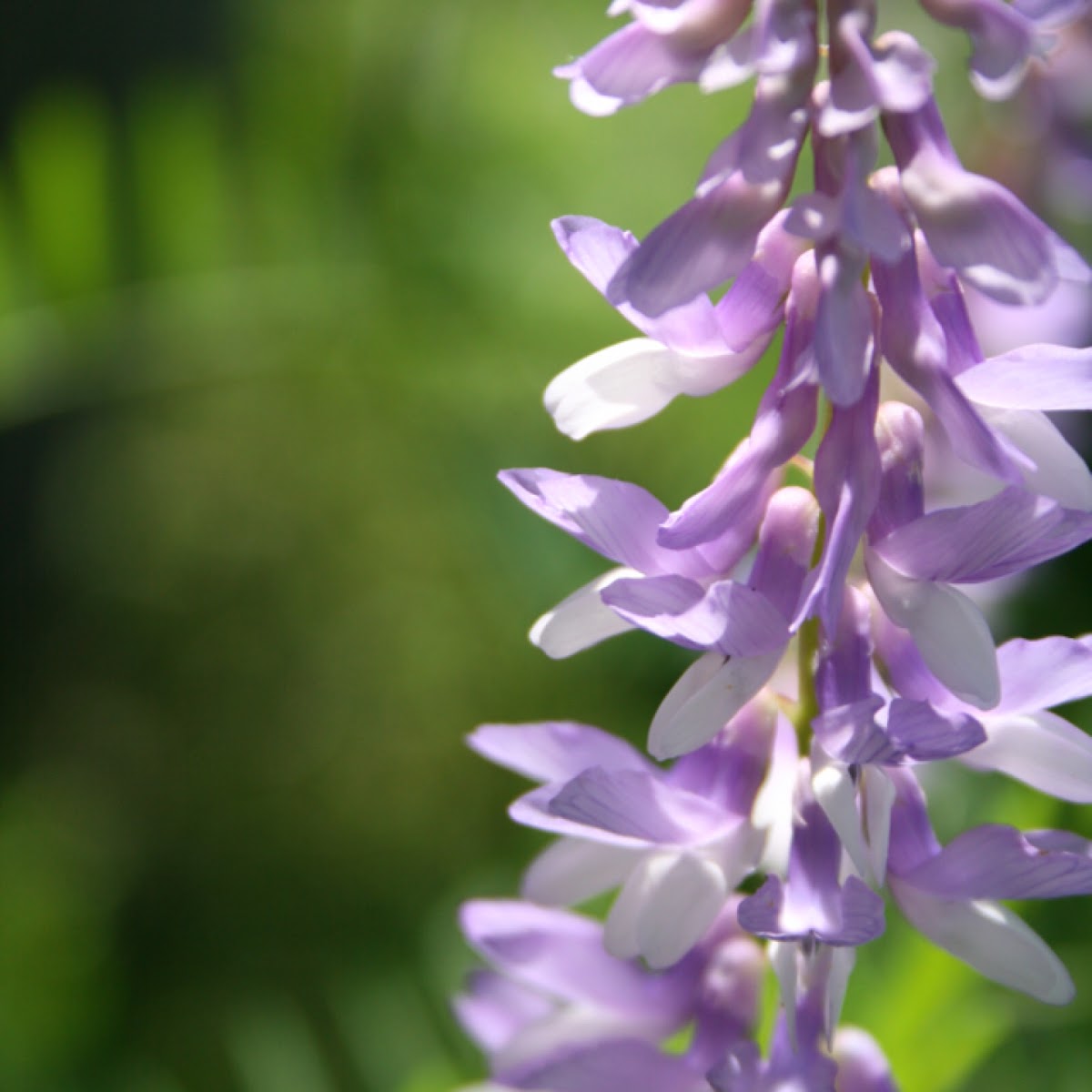 Vetch