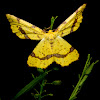 Crocus Geometer Moth