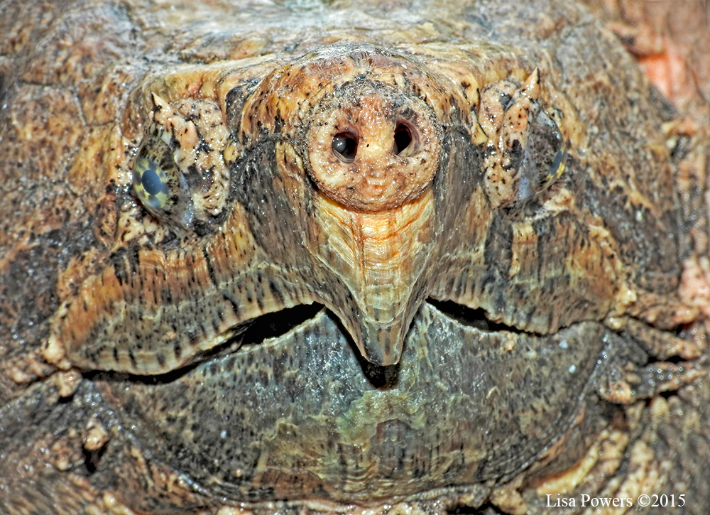 Alligator snapping turtle