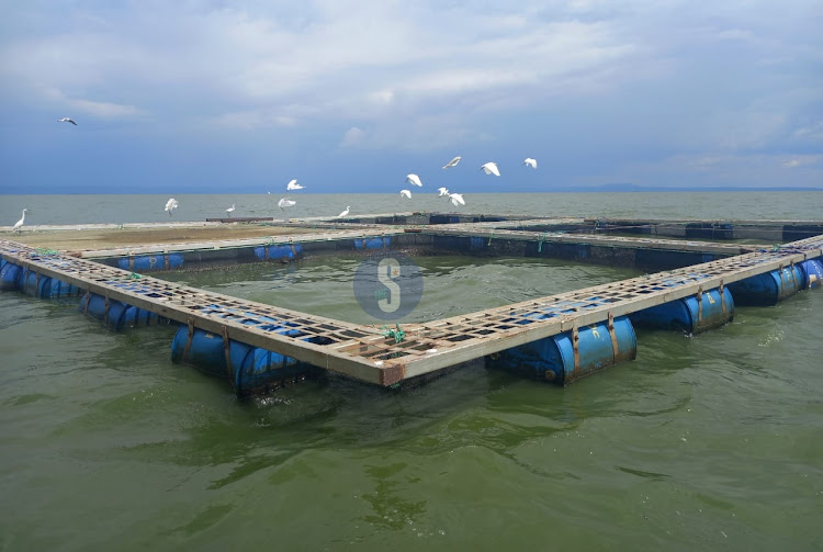 Birds seen flying over empty cages after fish deaths at Dunga Beach on April 14, 2023.