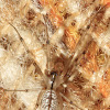Megalepthyphantes lydiae
