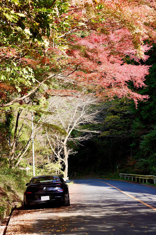 6シリーズ グランクーペの紅葉・写活の秋・四王寺山(県民の森側)🍁🍂・写真の撮り方上手くないたい・紅葉と愛車🍁に関するカスタム事例の投稿画像7枚目