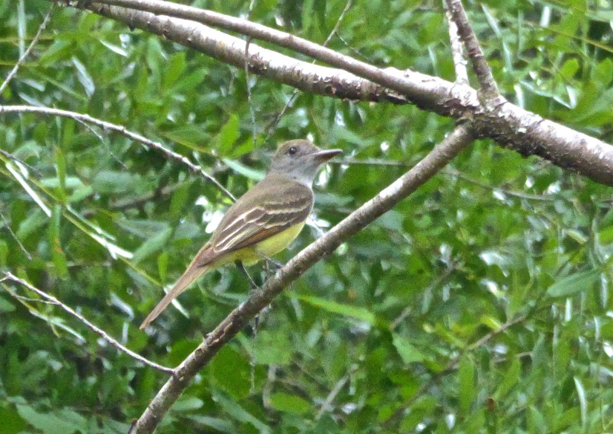 Great Crested Flycatcher