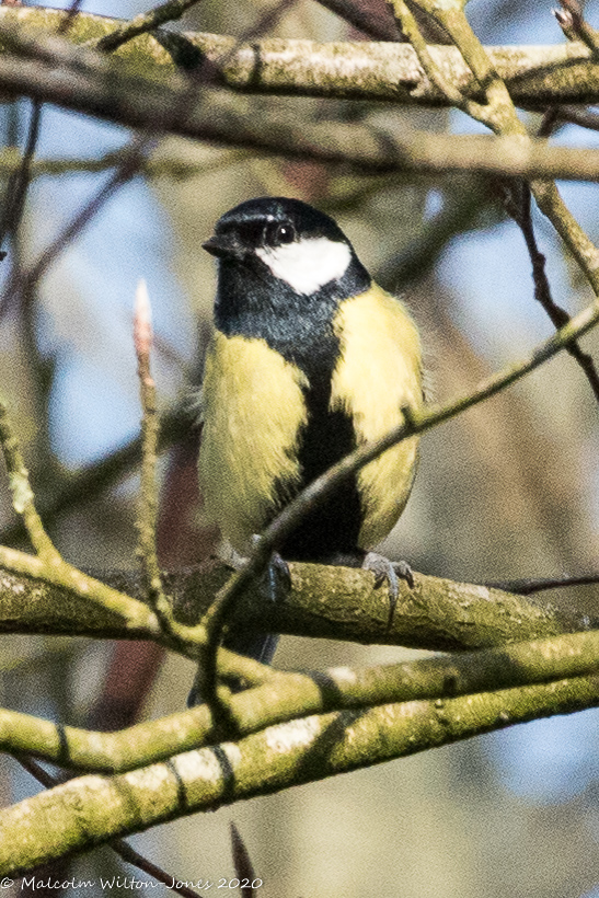 Great Tit