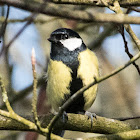 Great Tit