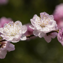 Pink peach blossoms