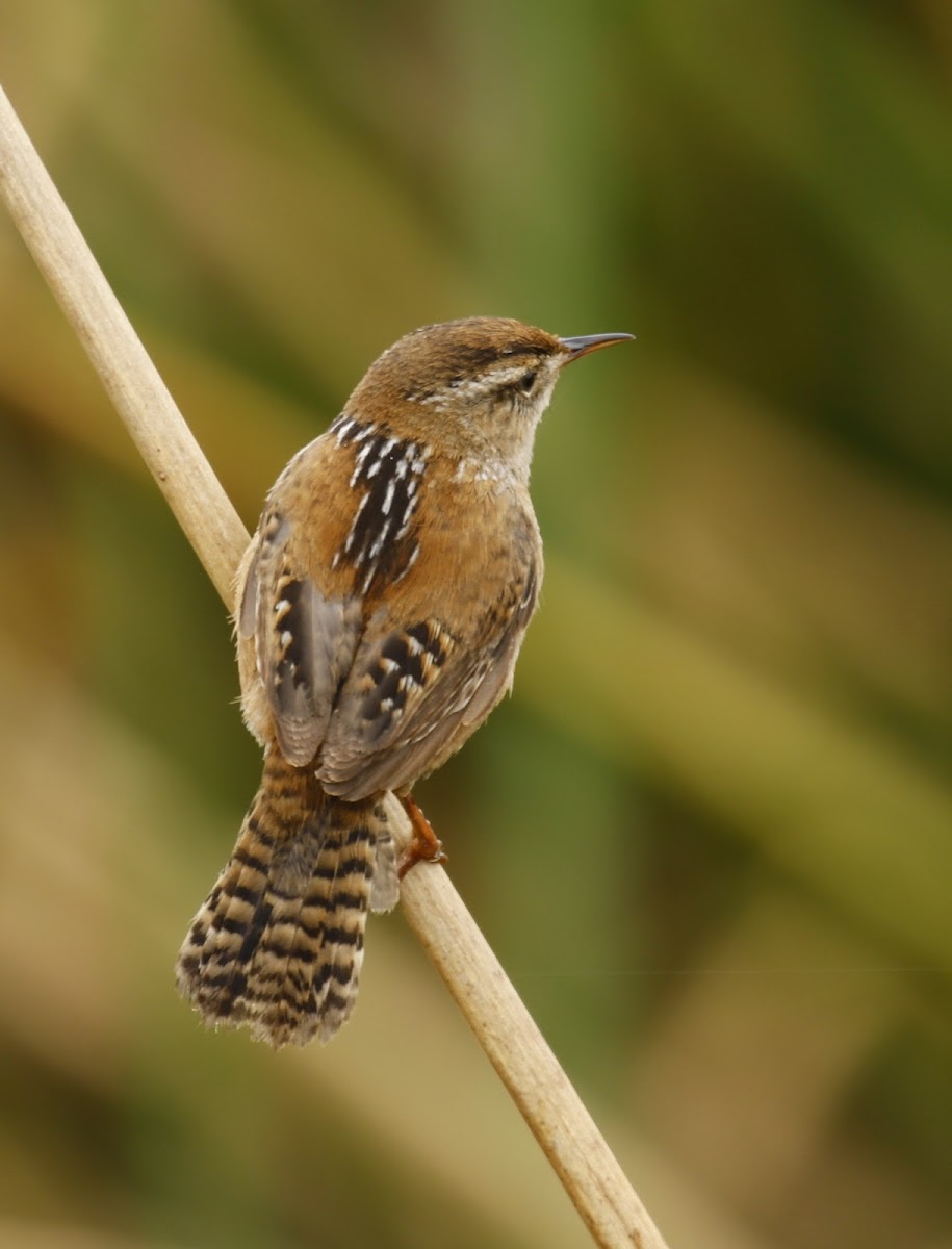 Marsh Wren