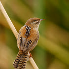 Marsh Wren