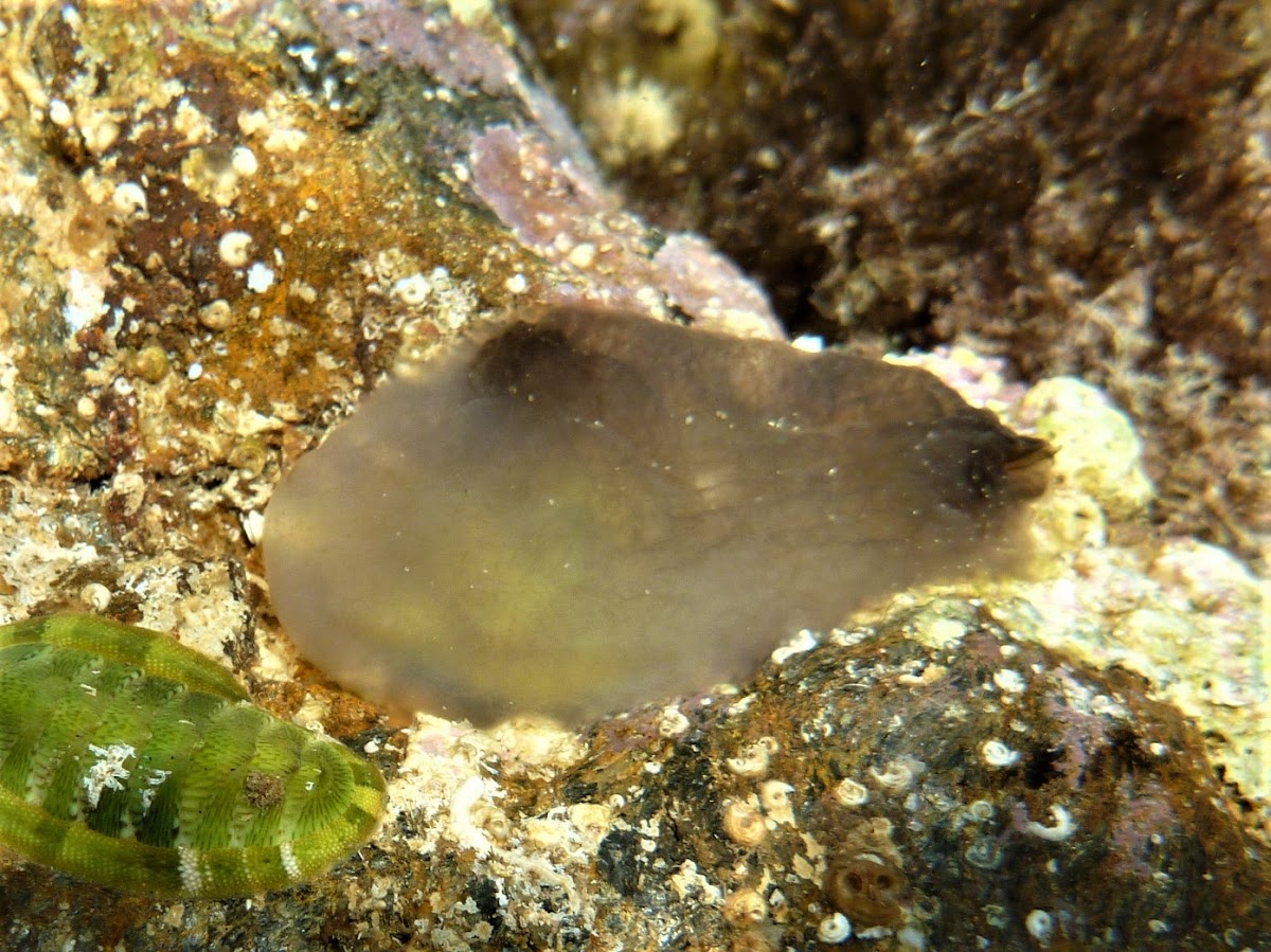 Ascidia mentula