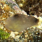 Ascidia mentula