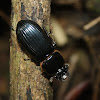 Patent-leather Beetle