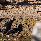 Spotless Starling; Estornino Negro