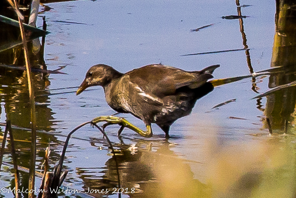 Moorhen; Polla de Agua