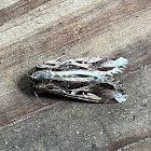 Sweet Potato Armyworm Moth