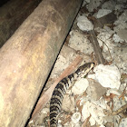 Pink-tongued skink