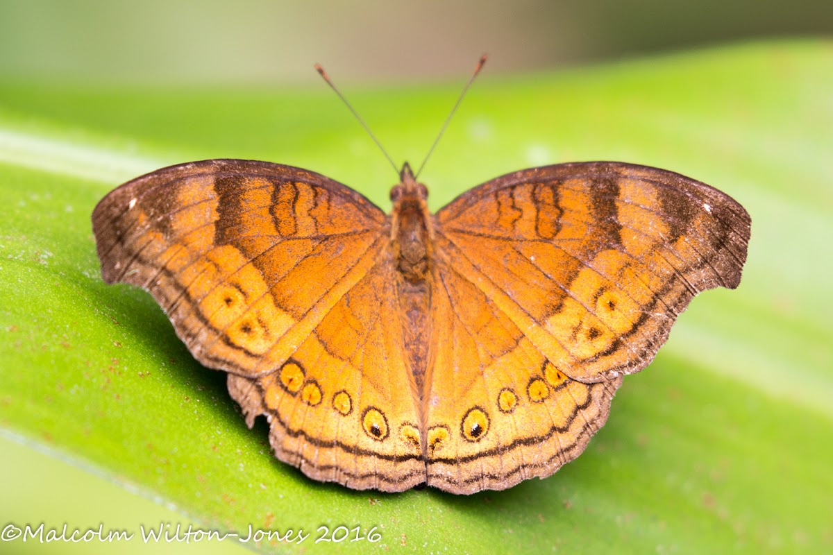 Chocolate Pansy