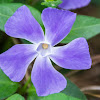 Greater Periwinkle