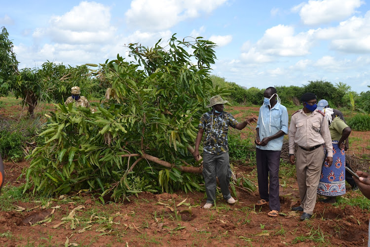 Kanziku MCA James Munuve, farmer James Muema of Simisi area and assistant chief Zacheaus Kalungo standing next to a mango tree that was uprooted when Jumbos first invaded the farm. They visited Muema’s farm last Friday.