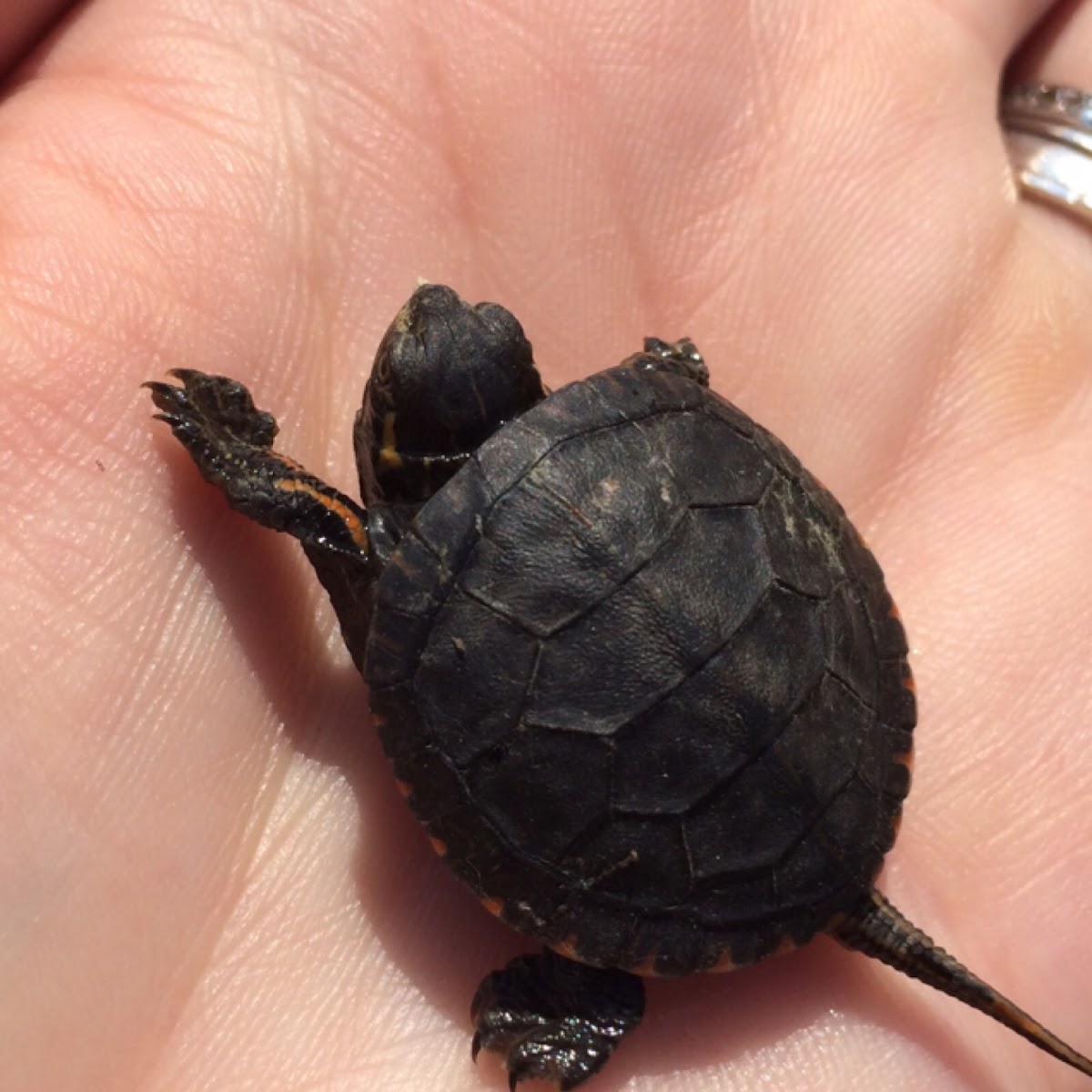 Painted Turtle