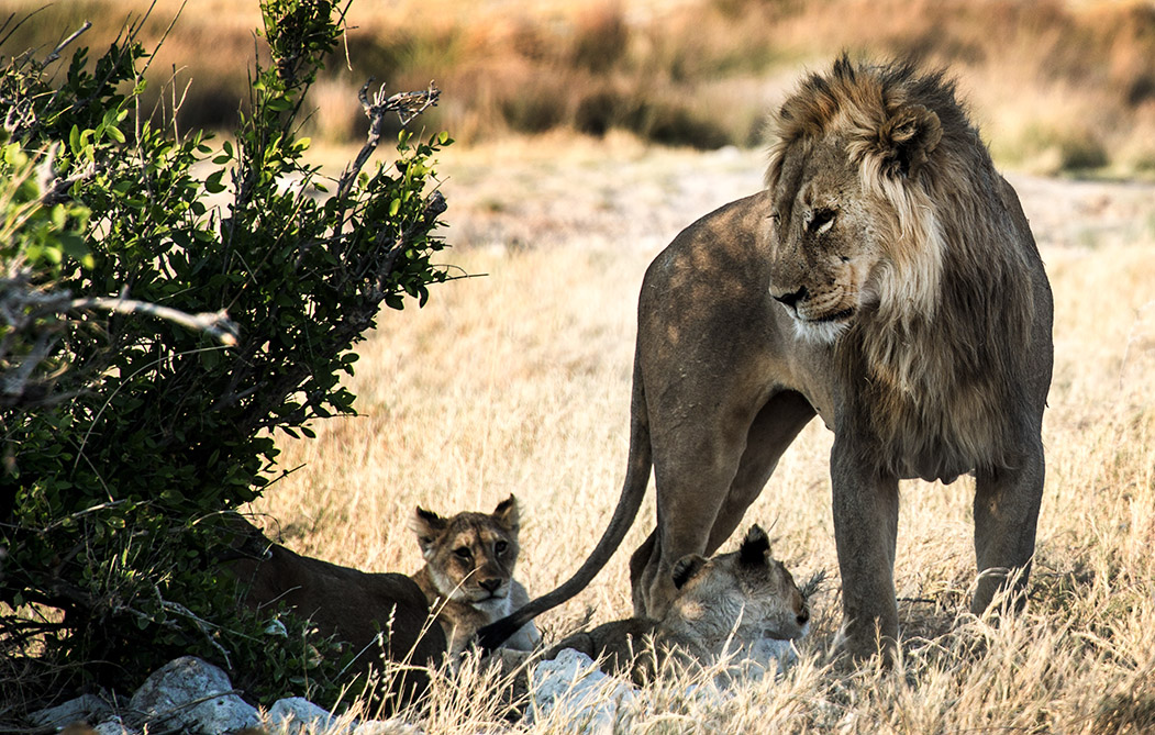 THE KING LION di Irene Vallerotonda