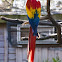 Scarlet Macaw