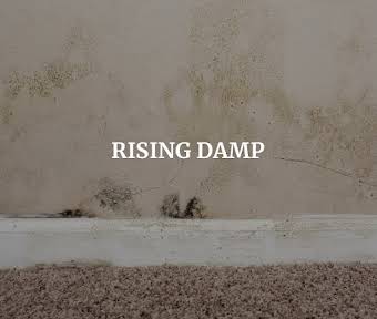 Damp and Preservation  album cover
