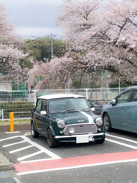ミニ1.3の桜・ミニ・桜と愛車・ドライブ・コロナウイルスに負けるなに関するカスタム事例の投稿画像1枚目