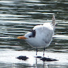 Royal Tern