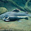 Red-tailed Catfish