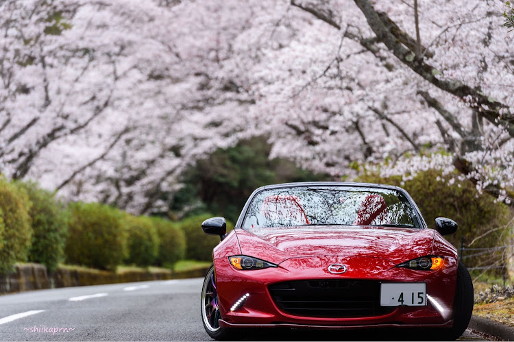 ロードスターの桜とコラボ🌸・スポーツカー女子・桜まとめてドーン・スイーツなくて寂しいに関するカスタム事例の投稿画像2枚目