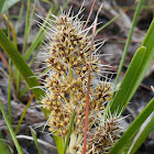 Spiny-headed Mat-rush (Lomandra)