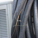 Northern Walkingstick