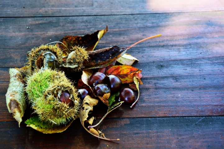 Castagne di ylenia ravagli