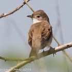 Whitethroat