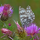 Esper's Marbled White Butterfly