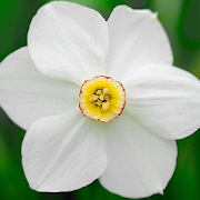 Narcissus Jigsaw Puzzles  Icon