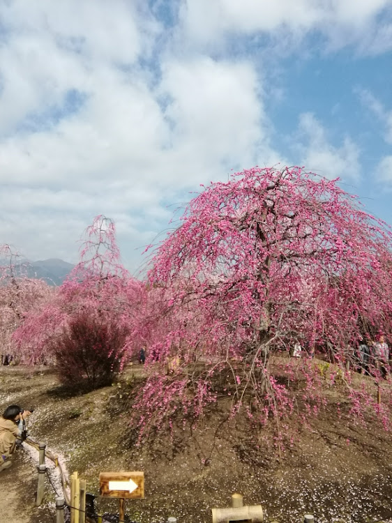 フーガの過去の画像・鈴鹿の森庭園・しだれ梅に関するカスタム事例の投稿画像6枚目