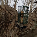 Downy woodpecker