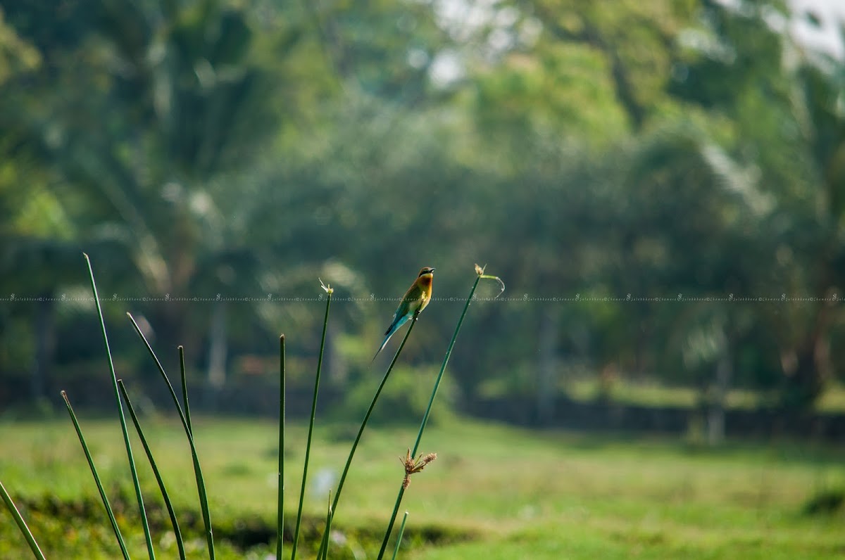 Blue-tailed Bee Eater