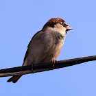 House Sparrow